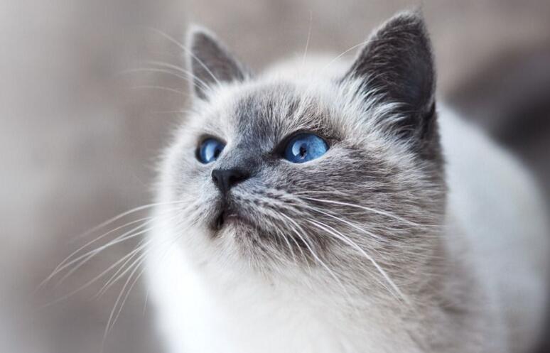 什么时候给猫咪注射疫苗