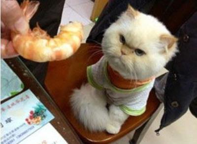 猫吃什么会中毒立刻死（这几种食物容易导致猫咪中毒）