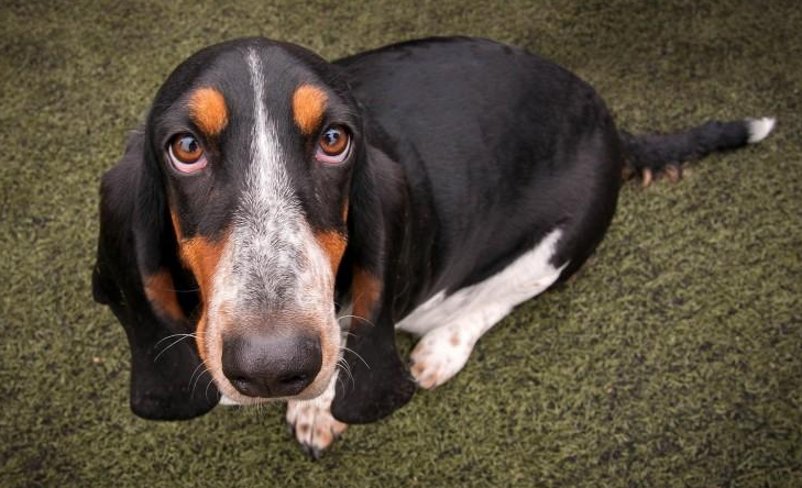 不养巴吉度犬的6大理由（详解：巴吉度犬为什么被禁养）