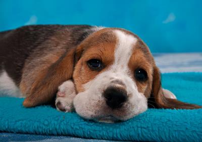 狗狗流鼻涕吃什么药（狗狗流脓一样的鼻涕用什么药）