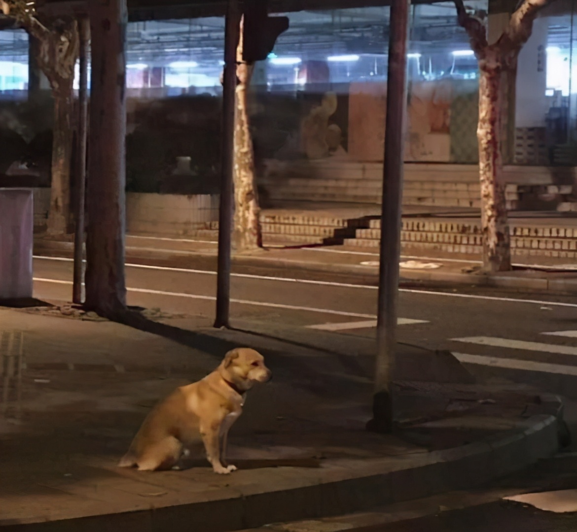 寻找狗很灵验的方法