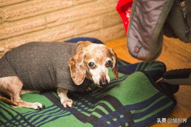 有关腊肠犬饲养要点讲解（腊肠犬怎么喂养）