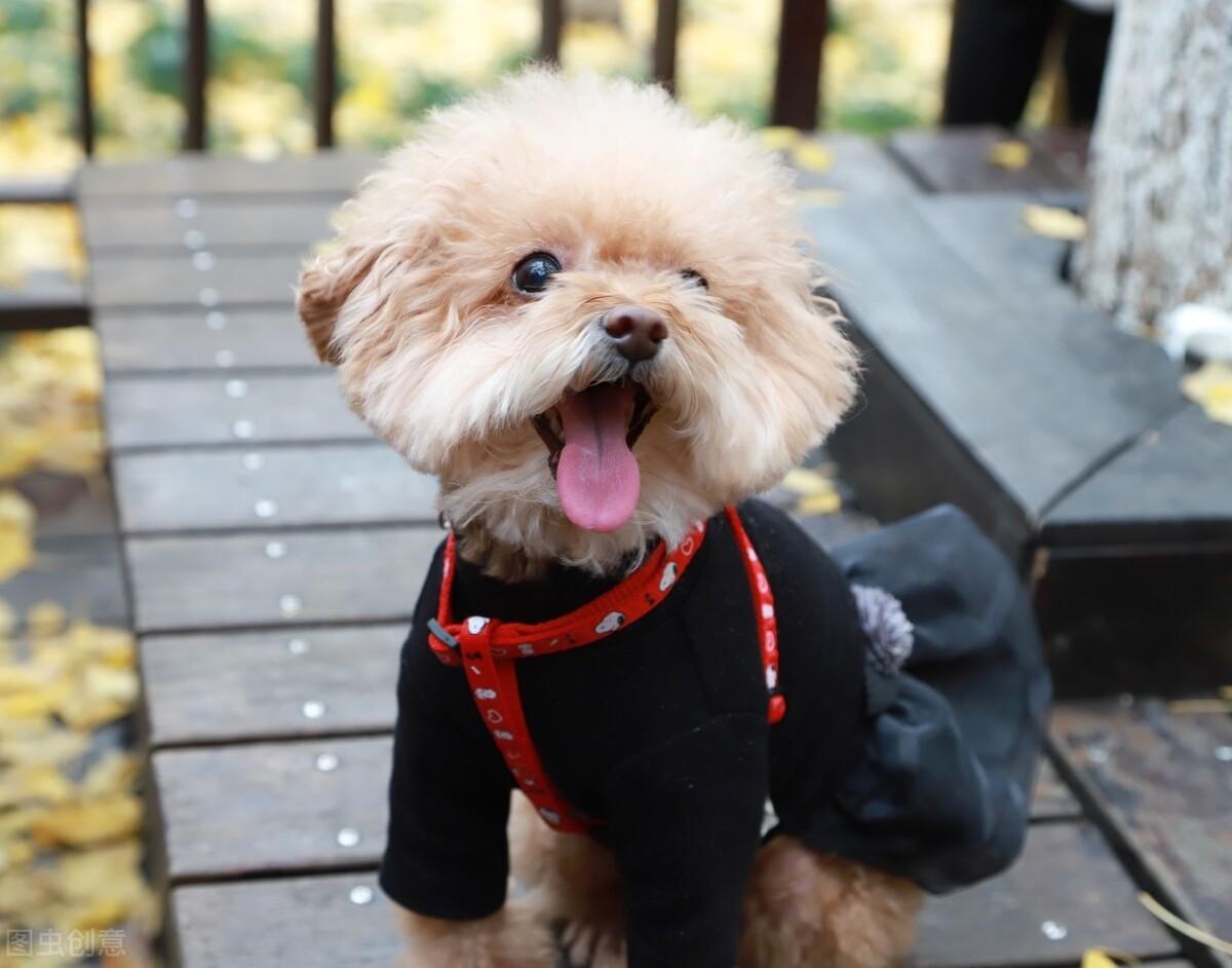 受欢迎的10种小型犬寿命有多长（附：小型犬品种大全图）