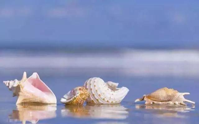 你见过贝壳精灵吗（好看的彩色贝壳精灵介绍）