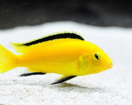 淡水观赏鱼种类大全及名字及图片（淡水观赏鱼排行榜）