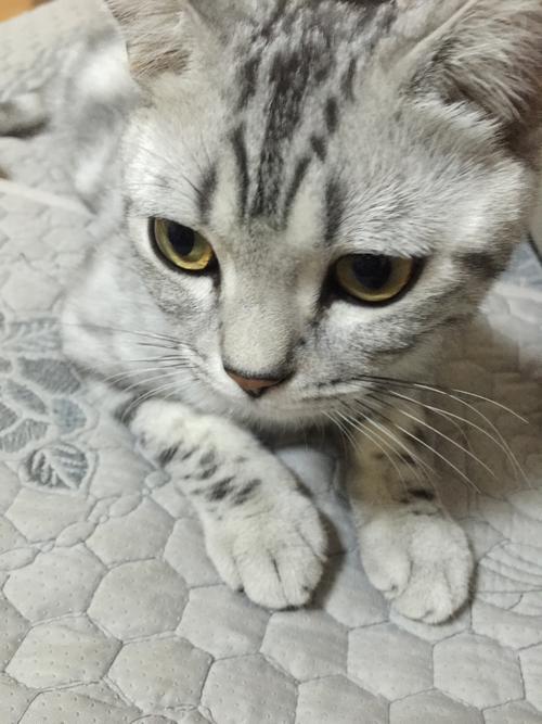 猫精神萎靡老趴着 猫精神萎靡老趴着但会吃东西