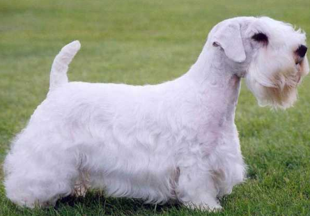 喂养西里汉梗有哪些注意事项?我来告诉你答案! 喂养西里汉梗有哪些注意事项?我来告诉你答案!