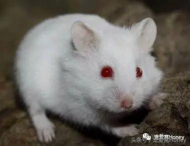 盘点各种色系的坎贝尔仓鼠（为何不建议养银狐仓鼠）