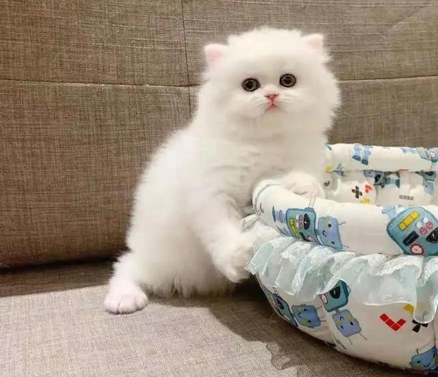 纯白高地猫好养吗(纯白高地猫优缺点)