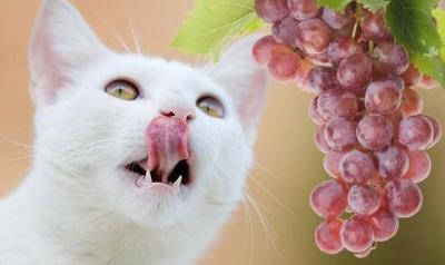 猫吃什么会中毒立刻死（这几种食物容易导致猫咪中毒）