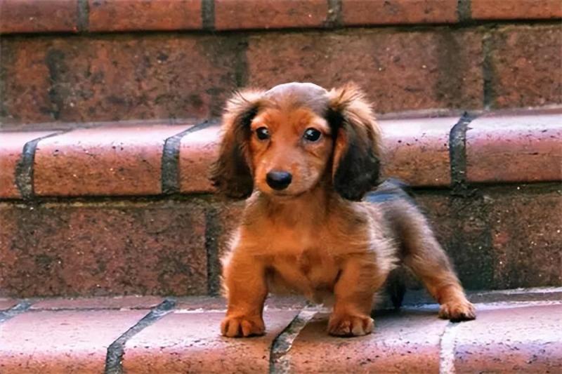 最便宜的狗品种价格一览表（批发买10元1条小狗靠谱吗）