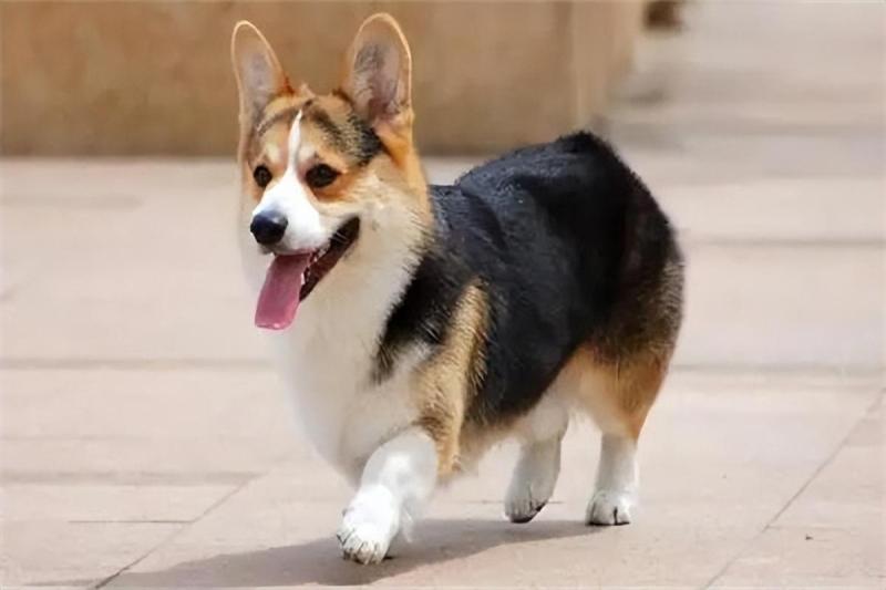 最便宜的狗品种价格一览表（批发买10元1条小狗靠谱吗）