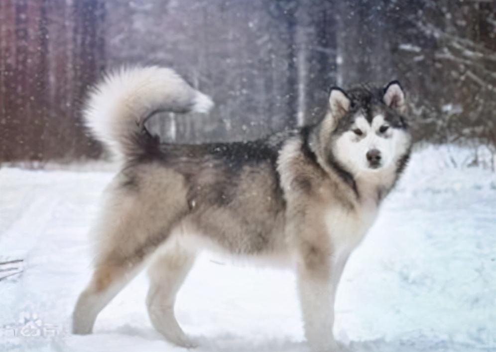 阿拉斯加饲养正确方法（阿拉斯加犬怎么喂养）