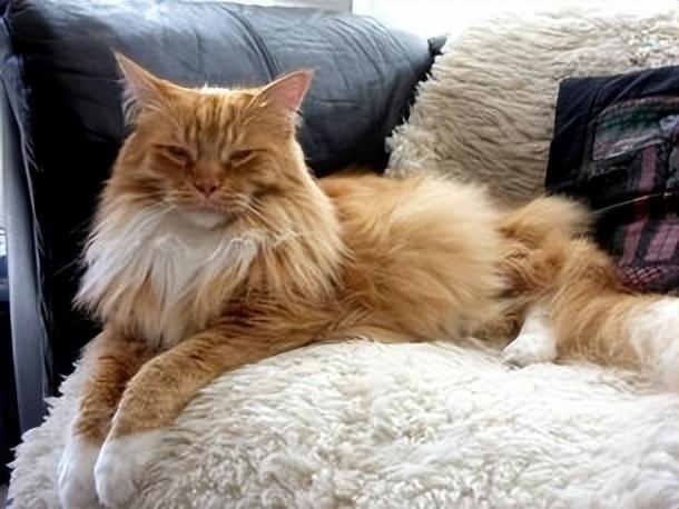 猫的图片大全大图侧面（看图识小猫猫品种大全）