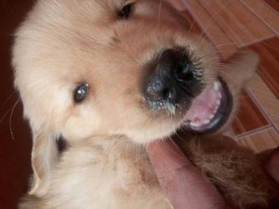 狗狗不吃东西拉肚子没精神怎么办(狗狗不吃食物无精打采怎么办)