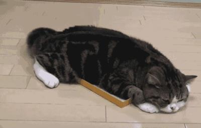 宠物猫会传染给人什么病（猫咪会传染给人类的四种疾病）