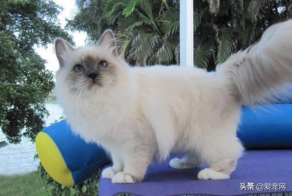 盘点十大适合家养的猫(家里养什么猫最干净)