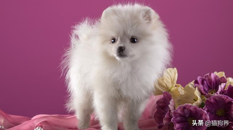 幼犬狗狗如何喂养