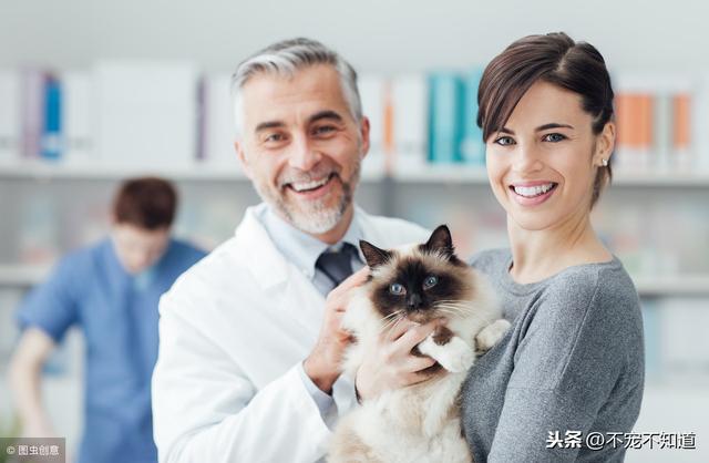 猫发情了老叫怎么办(猫一直发情叫怎么办)