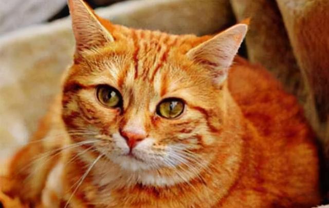 橘白猫性格优点缺点是什么(橘白猫性格优点缺点分析)