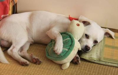 狗狗关在笼子里面老是叫怎么办(狗狗乱叫扰民)