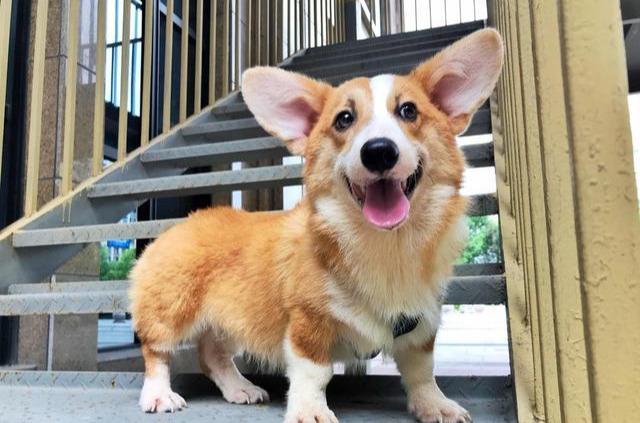 教你挑选纯种柯基犬的六个方法（纯种柯基犬有哪些特征）