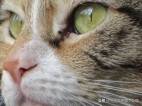 导致猫咪流泪的6种起因（猫流眼泪是什么情况）