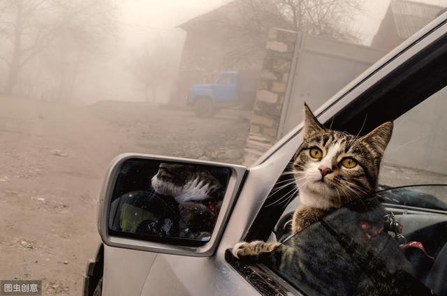 猫会晕车吗(猫会晕车是怎样的表现)