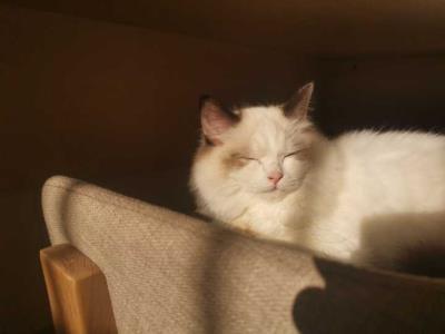 猫咪软便和拉稀的区别