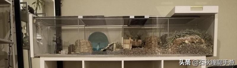 仓鼠会嫌弃笼子小而生气吗(详解:让仓鼠感到舒服的动作)