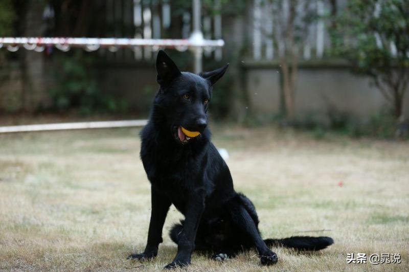 盘点东德牧羊犬的优缺点（教你如何鉴定纯东德牧羊犬）