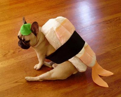 狗狗可以吃虾吗（狗狗吃了虾怎么补救）