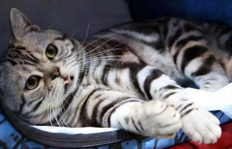 普通的美短多少RMB一只啊