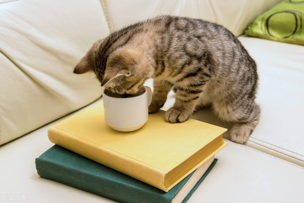 猫身上为何有白色头皮屑（详解：猫身上掉落白色类似头皮屑的东西）