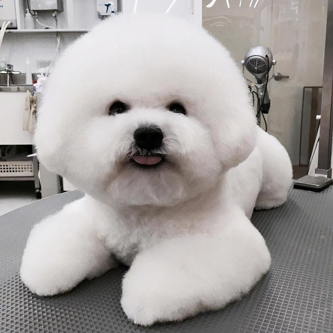 比熊喜欢主人的六大表现（详解：比熊认主人有哪些特征）