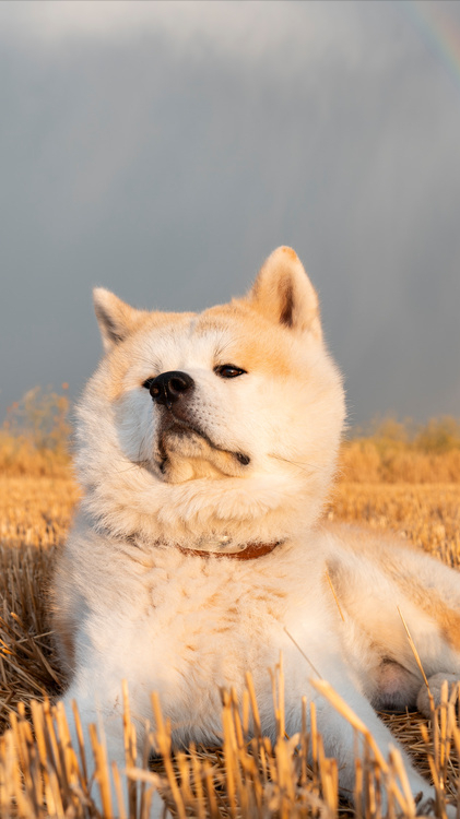 日本名犬秋田犬价格一栏表（秋田犬多少钱一只）