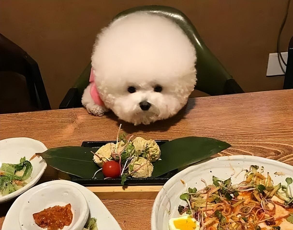 分享比熊最爱吃的10种食物（比熊犬吃什么食物对身体最好）