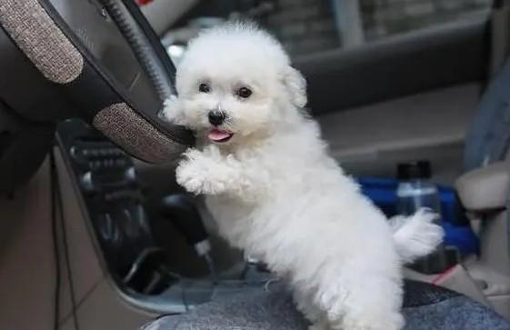 教你判断泰迪是小体还是大体（附：泰迪狗一生认几个宠主）