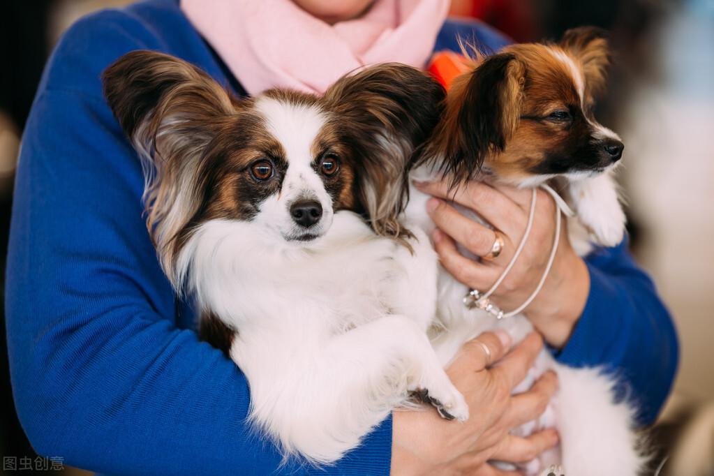 小型犬的品种有哪些（常见小型犬种大全）