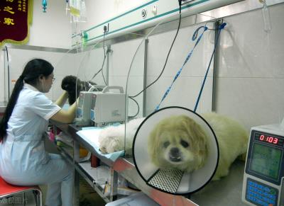 狗狗得肠胃炎几天会好（狗子为何春季最容易得肠胃炎）