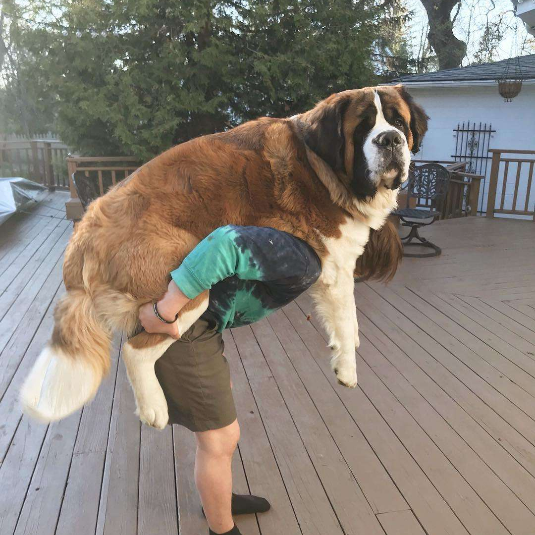 圣伯纳犬好养吗（详解：养圣伯纳犬的优缺点）