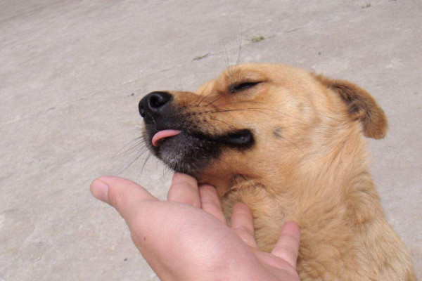 狗死后不能碰有什么说法