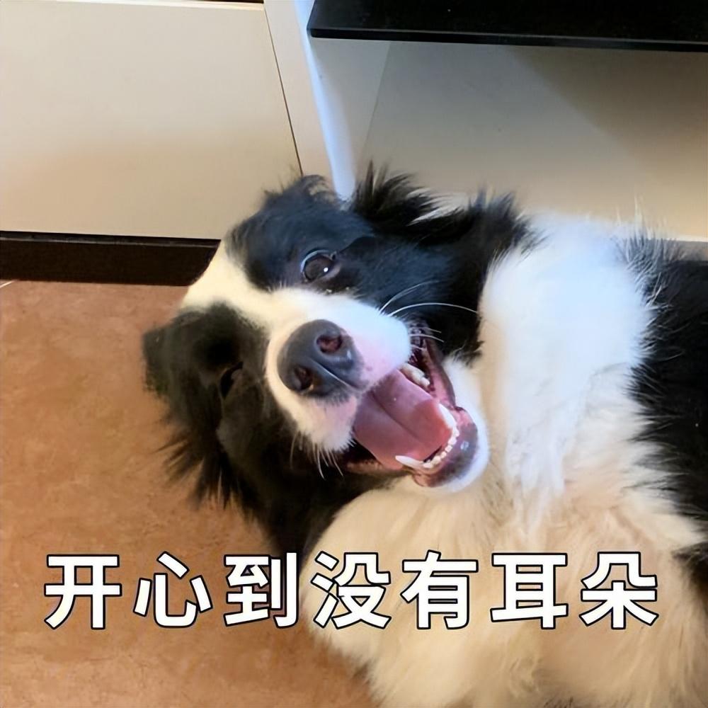 推荐公认好养的五种狗狗（什么狗聪明听话又好养）