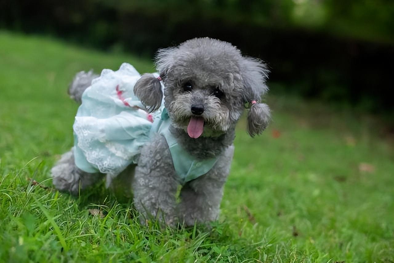 手把手教你鉴别泰迪品相标准（泰迪犬怎么挑选）