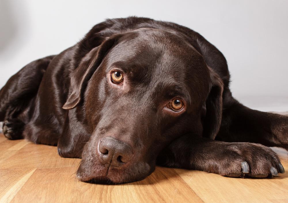 拉布拉多犬如何喂养（拉布拉多犬运动量大吗）