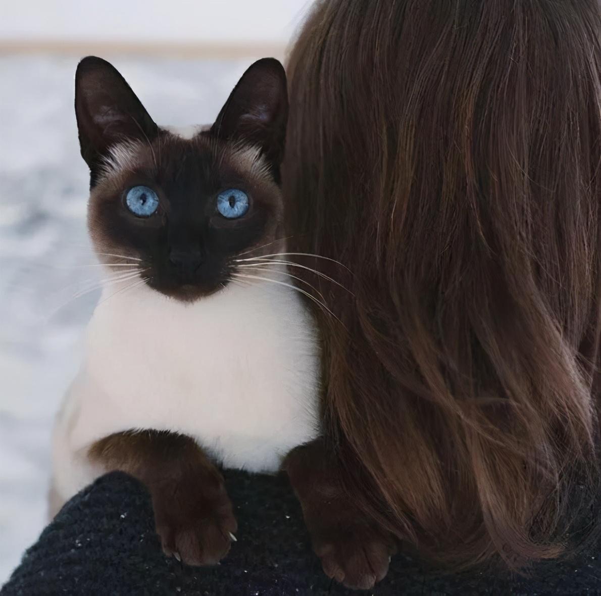 暹罗猫性格怎么样（暹罗猫10大品种之一图片）