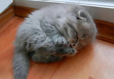 猫咪睡姿代表什么图解（猫咪睡姿反应猫咪性格）