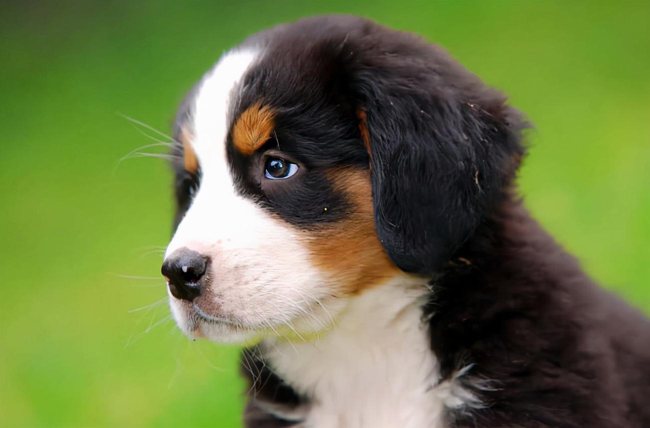 伯恩山犬如何养（详解：养伯恩山犬的好处和坏处）