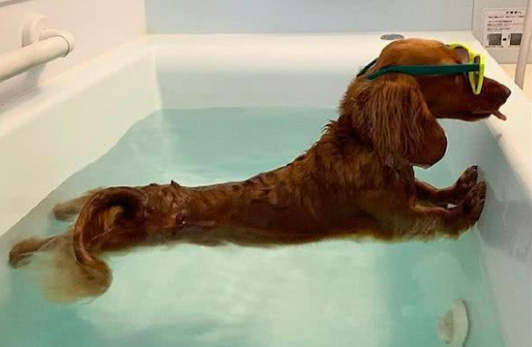 英国可卡犬怎么养才好（附：可卡犬科学饲养步骤）