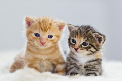 猫咪肾脏不好的表现(肾脏疾病是猫咪的第一大杀手)